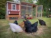 OverEZ Chicken Medium Chicken Coop - Up to 10 Chickens