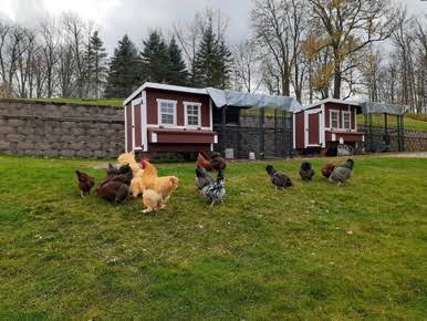 OverEZ Chicken Large Chicken Coop - Up to 15 Chickens